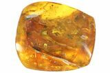 Detailed Fossil Male Oak Flower In Baltic Amber #93983-1